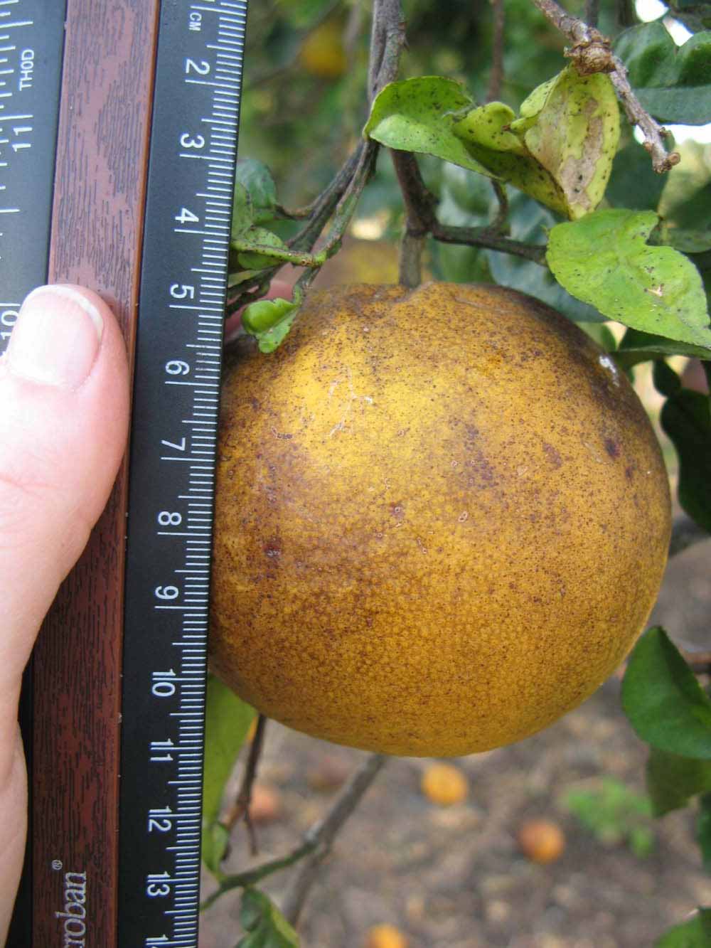            Fruit (Winter Haven, FL)   